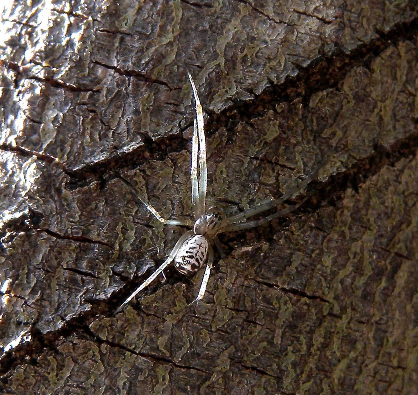 Linyphiidae fresco di muta -  Chia (Cagliari)